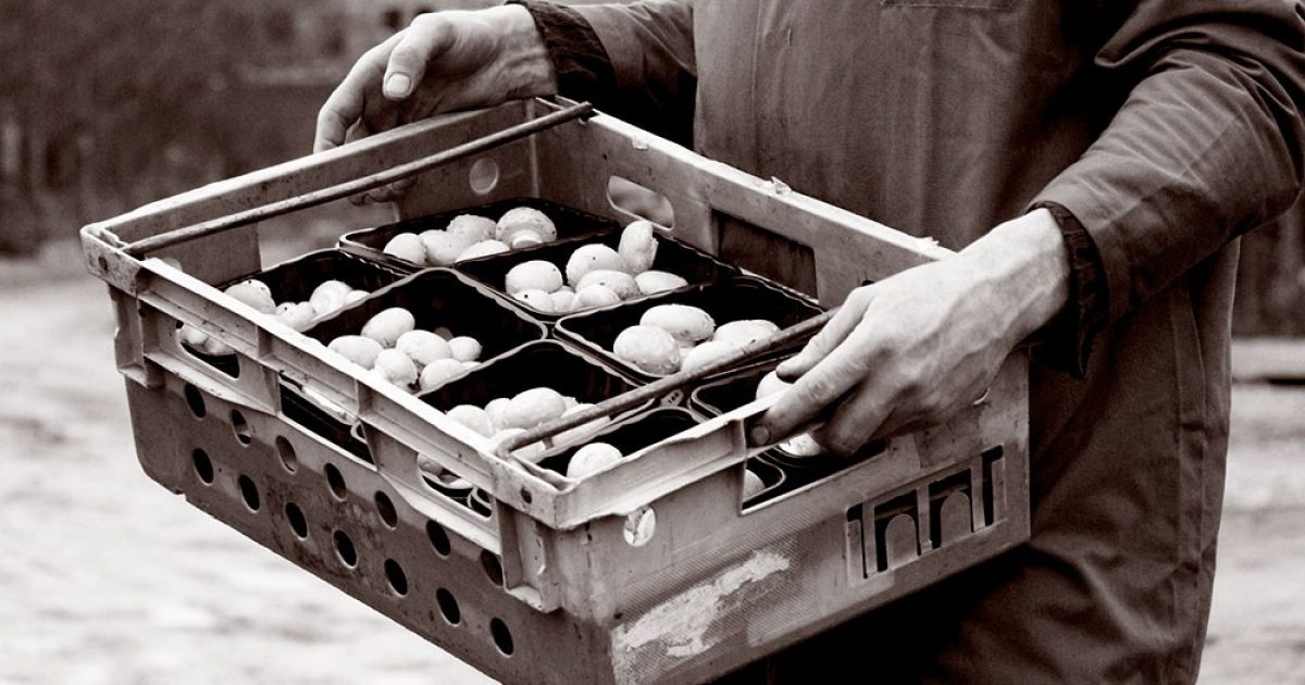 CSR Hughes Mushrooms